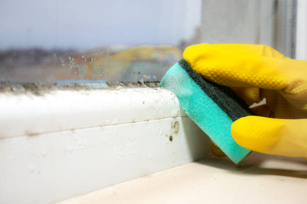 Best Attic Mold Removal  in Reinbeck, IA