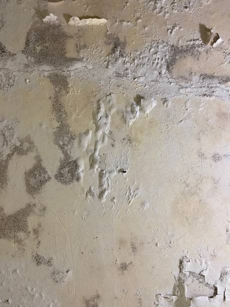 Best Mold Testing  in Reinbeck, IA