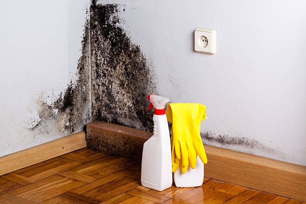 Best Crawl Space Mold Removal  in Reinbeck, IA